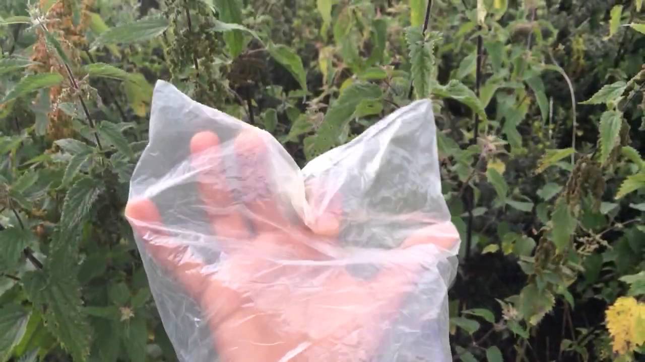 How to harvest Nettle Seeds Quickly