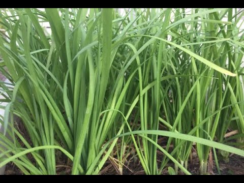 Video Trồng hành, hẹ, rau thơm đơn giản nhất có thể | Giản... - youtube
