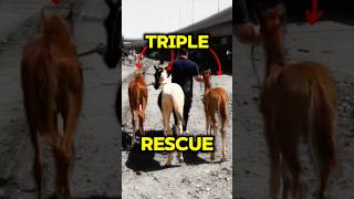 He Came To Rescue One Horse... But Left With Three