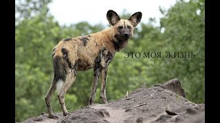 История одной гиеновой собаки Документальный фильм National Geographic История одной гиеновой собаки Документальный фильм National Geographic