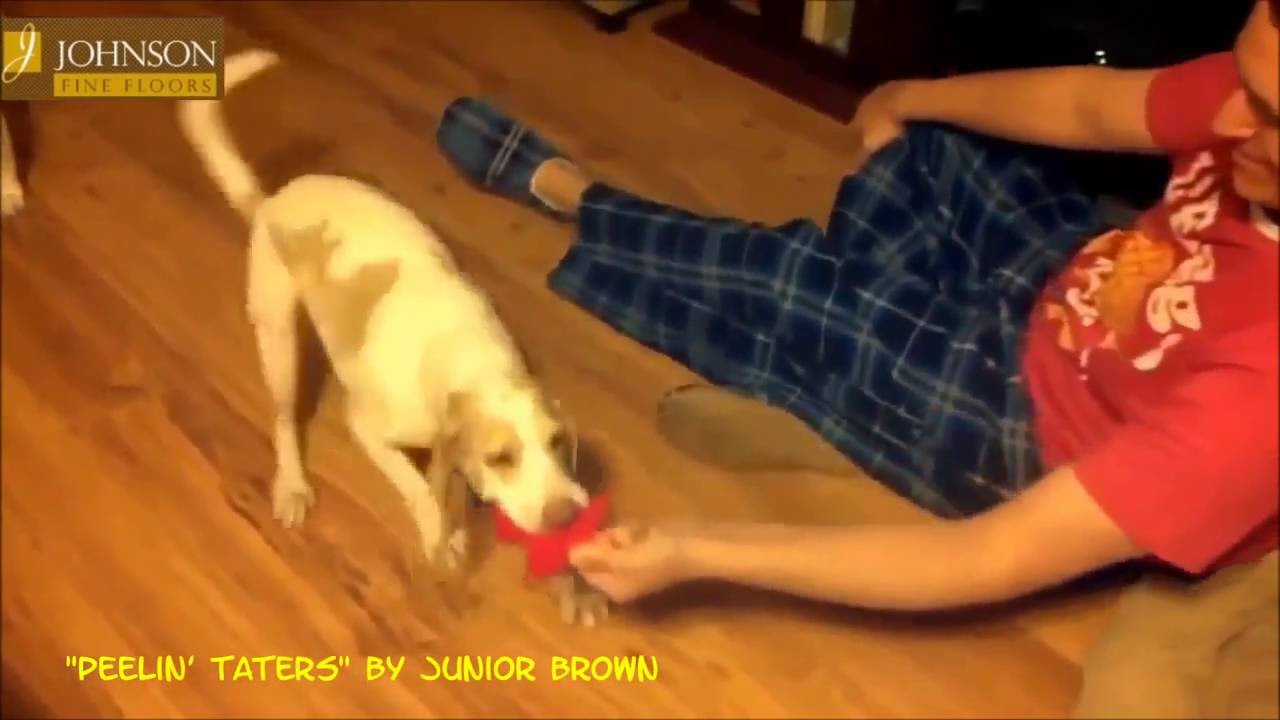 Dogs Slipping On Hardwood Floors In Full Hd Youtube