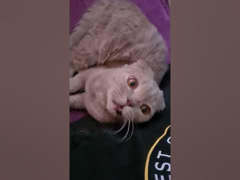 кот няшка - YouTube