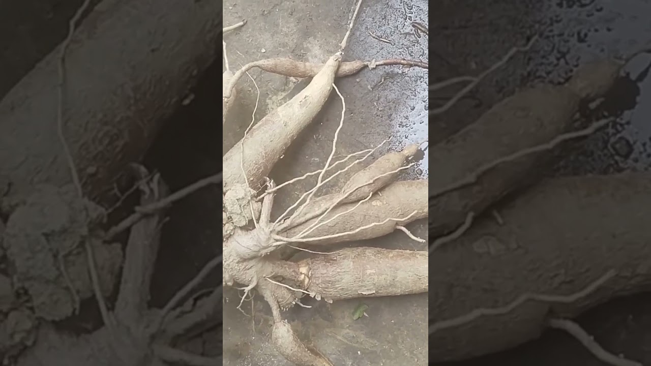 Ngồi Ngắm Những Chú Chim Bồ Câu Trên Dây Điện Và Gốc Sắn To Đột Biến #shorts | Quá Miền Tây Bắc