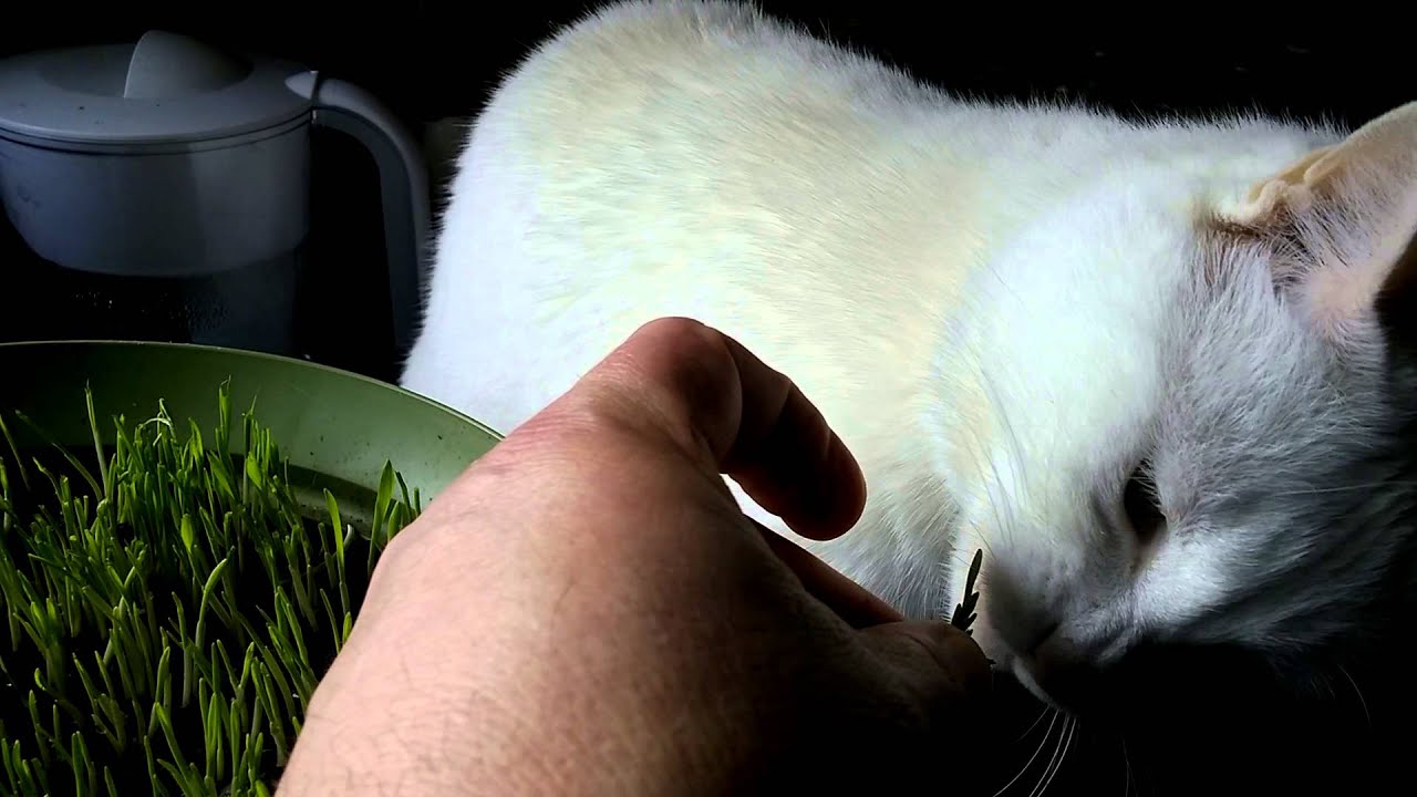 Cat loves eating grass YouTube