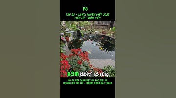 P8 Hồ Koi Việt 8k lọc chỉ 1k, và đi hệ ống phi34, nhưng nước lại trong veo tại Hưng Yên.