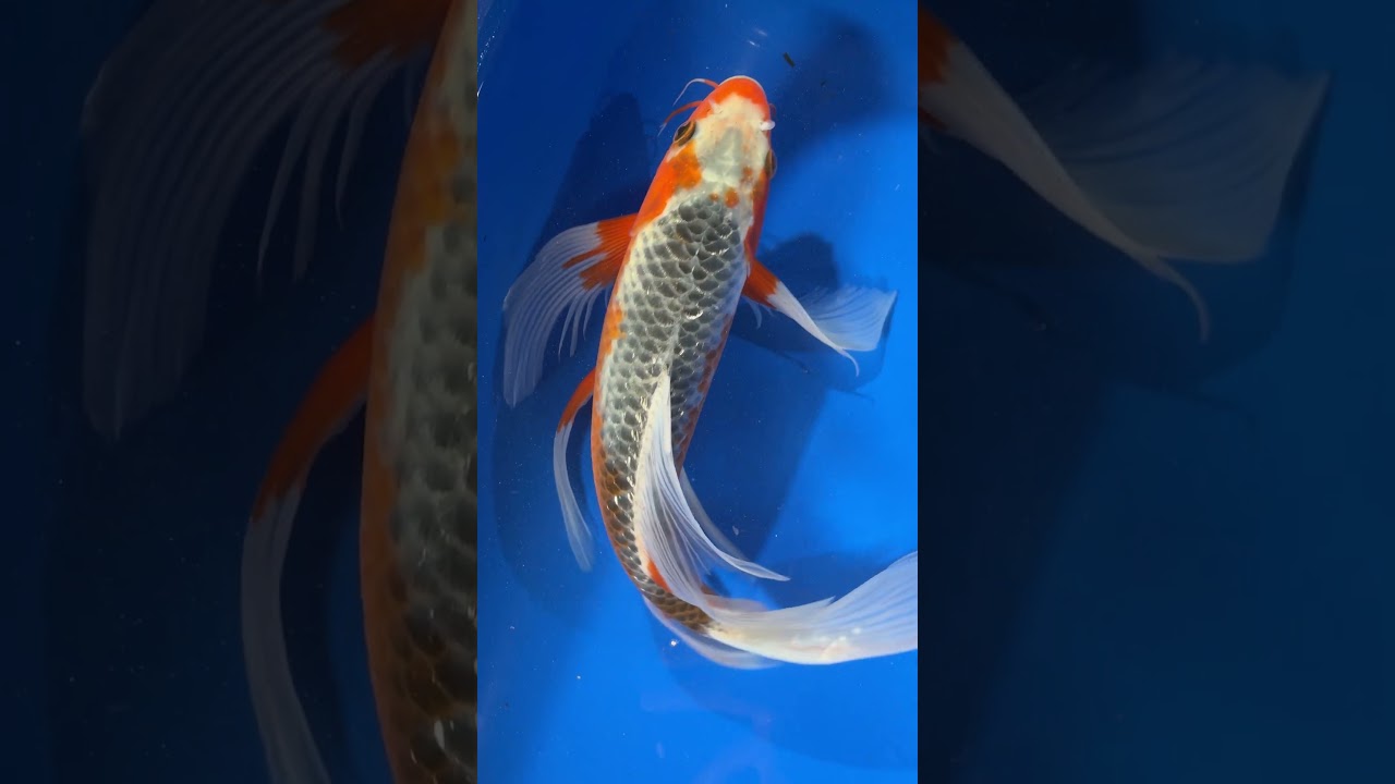 Premium Butterfly Koi 🔥 #koi #fish #animals #butterflykoi #koipond #pond