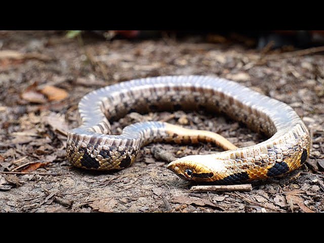 What can we learn from a snake playing dead?