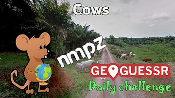 Geoguessr Daily Challenge - NMPZ - These Cows Made Me Miss An Important Clue