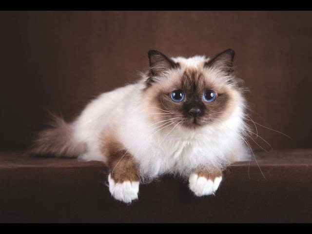 Бирманская кошка - YouTube
