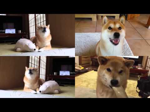 Get The Cute Shiba O Youtube For Android Free Get Wallpaper The Cute Shiba O Youtube For Android