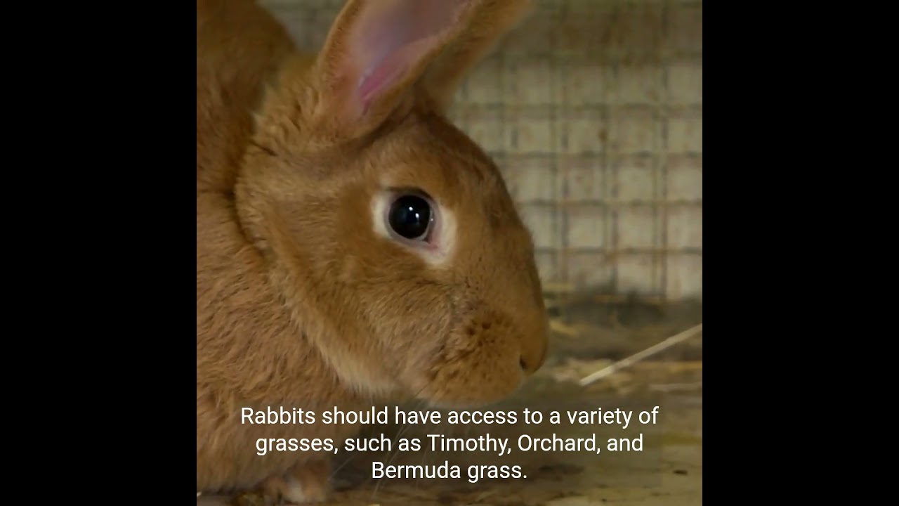 Rabbit Dietary Needs: Understanding Nutrition for Optimal Health 