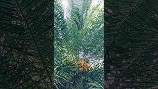#nature #ytshorts #whatsappstatus #Ilayaraja music 🎶 🎵 nilave vaan nilave 💞❤️💞