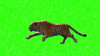 Green cartoon Lion running | green screen tiger  running | Copyright free green screen Lion running