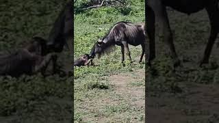 Not too often you get to see a Wildebeest being born, especially in the wild...