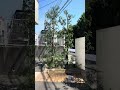 シラカシ剪定。切り口が分からないようにする