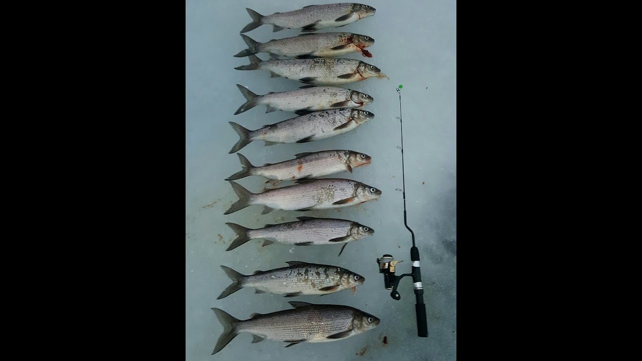 NFN Icehole Adventure 7 Shallow Water Whitefish Ice fishing Lake