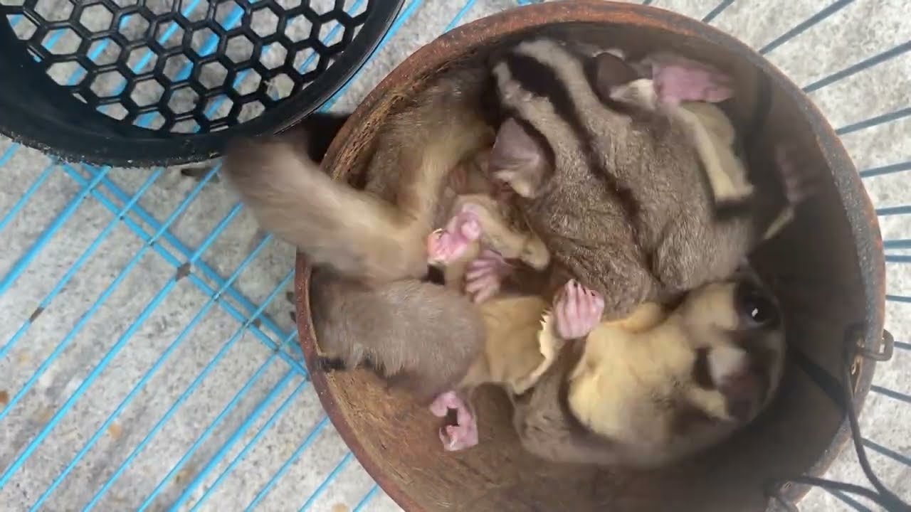 SUGAR GLIDER CLASSIC GREY