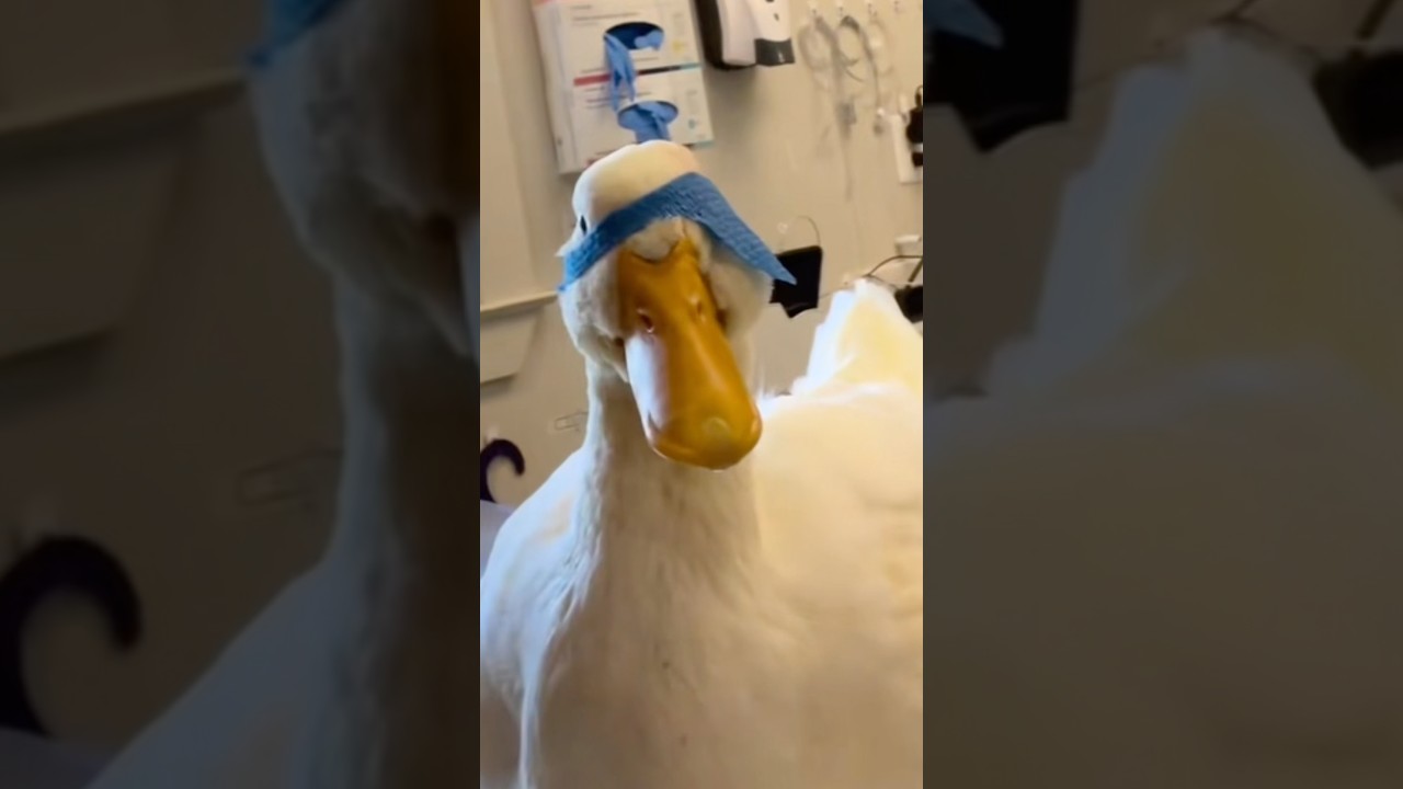 How Duck Eye Surgery Works #goodtoknow #vet #medicine #funfacts #lifehacks #educational #surgeonlife