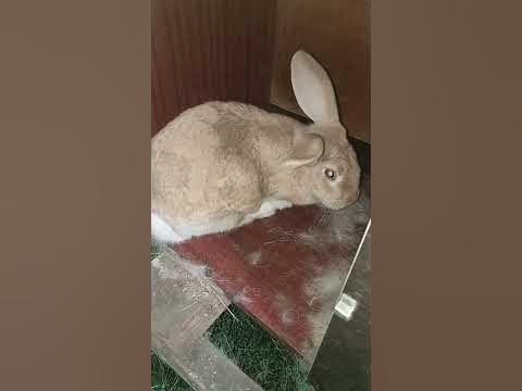 Плохая мать кролик, сын недоволен 😠🤬 - YouTube