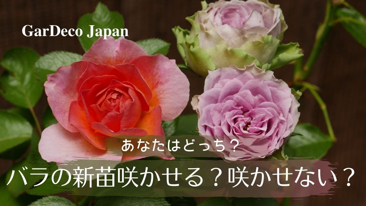 Which one are you?] Should I let new rose seedlings bloom or not