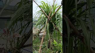Cách chống bão #sanvuon #bonsai #mauvuon #chốngbão