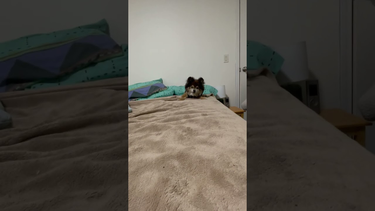 The Good the Bad and the FLUFFY 