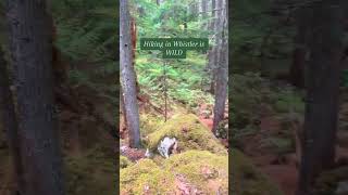 Hiking next to glacier-fed rivers in the beautiful forest of Whistler #bucketlist #whistler #hike