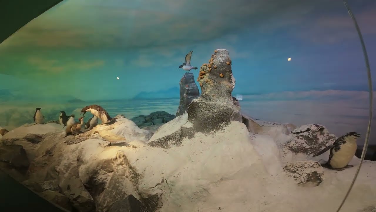 🐦 FAUNA CHILENA MUSEO NACIONAL DE HISTORIA NATURAL PARQUE QUINTA NORMAL SANTIAGO CHILE 2025 🐧