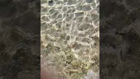 Kdo byl původem viru rotavirus?