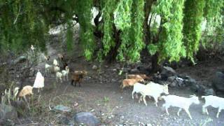 DSCF9625.avi