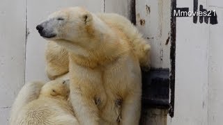 さすがのララも怒った~Polar Bear mother was angry