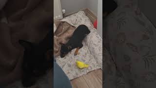 İlk Kez Kuş Gören Masum Pinscher