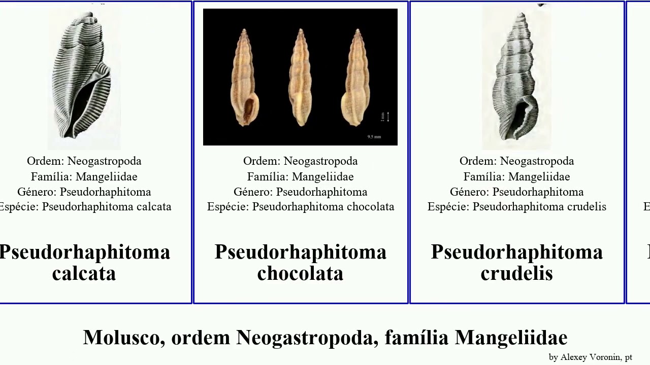 Molusco, ordem Neogastropoda, família Mangeliidae pseudorhaphitoma guraleus mollusca munda amoena