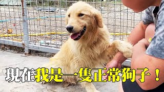 Abandoned at the gate of the small courtyard  the paralyzed golden retriever on his hind legs  full