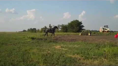 Colby - Horse