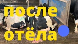 картинка: 10 дней после отела