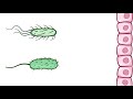 U of Pacific - Bacterial Structures and Functions
