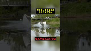 やかましすぎる鳥さんw#すごい #お笑い #鳥 #shorts