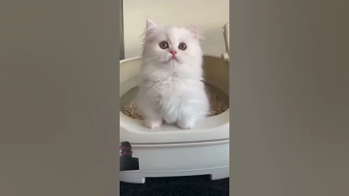 Video 5425641: kitten kittycat pets, cute kittens kittycat cats, cat kitten pets funny