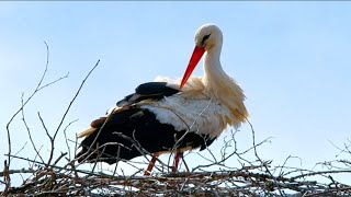 Лелеки - Співає І. Ромбальськая Вірші М. Богуш. Муз І. Ромбальськая