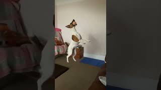 Smooth Fox Terrier Jumps For Tennis Ball