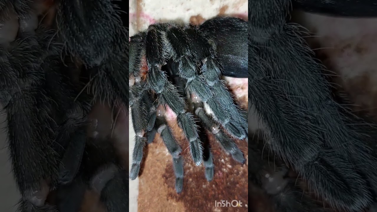 Любимая паучиха линяет Граммостола пульхра девочка 4 года Л 13