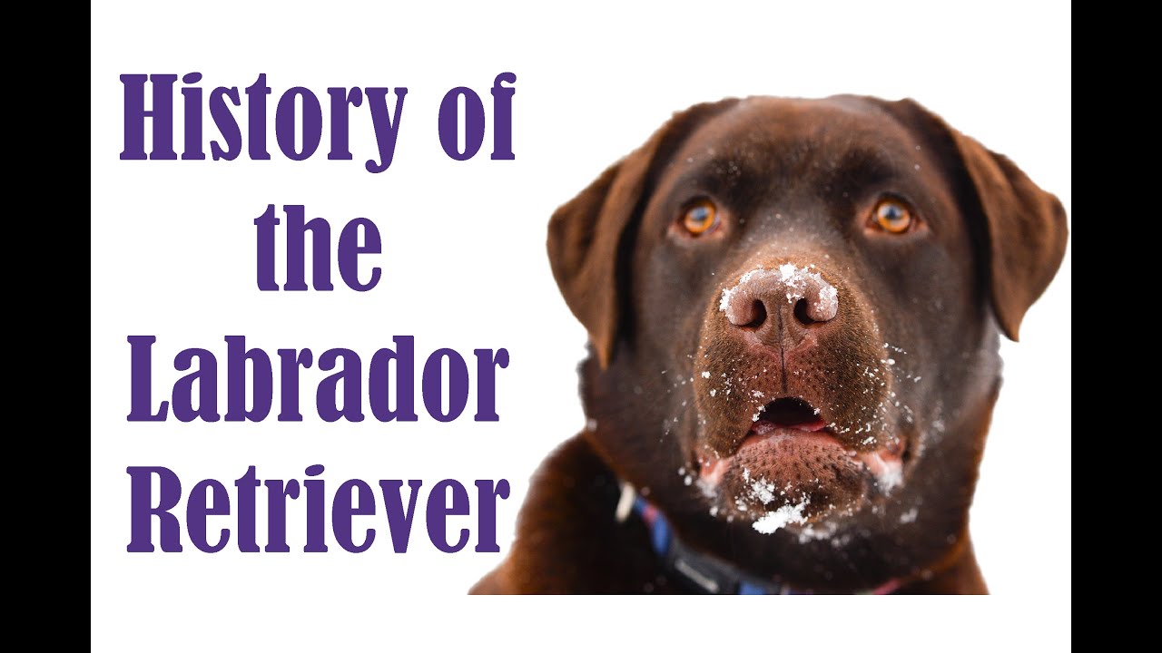 When Were Labrador Retrievers First Bred