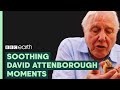 Most Soothing Sir David Attenborough Moments | BBC Earth