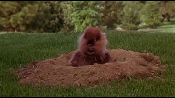 The Dancing Gopher