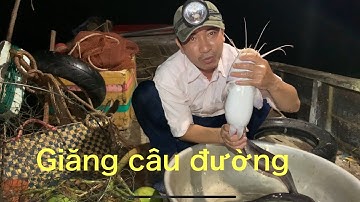 Giăng câu đường  #  mồi tép sóng mới luởi đầu tiên , dính cá ngát thấy ham 🐟🐟🐟🐟