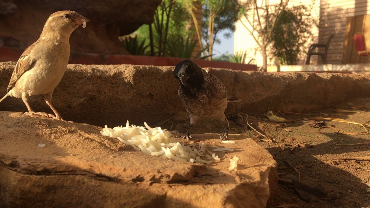 The Red-vented bulbul (Pycnonotus cafer) eats some fresh boiled rice in ...