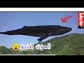 شاهد الحوت الأزرق😵 يطير في ليبيا وتركيا والعراق 😮Watch the blue whale in Turkey, Libya and Iraq