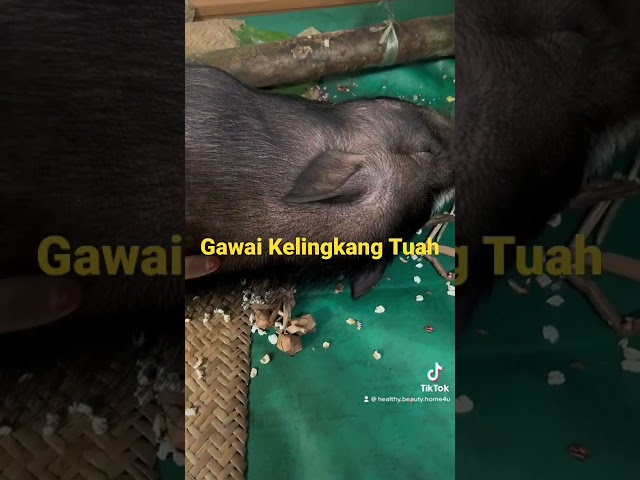 Gawai Kelingkang Tuah class=