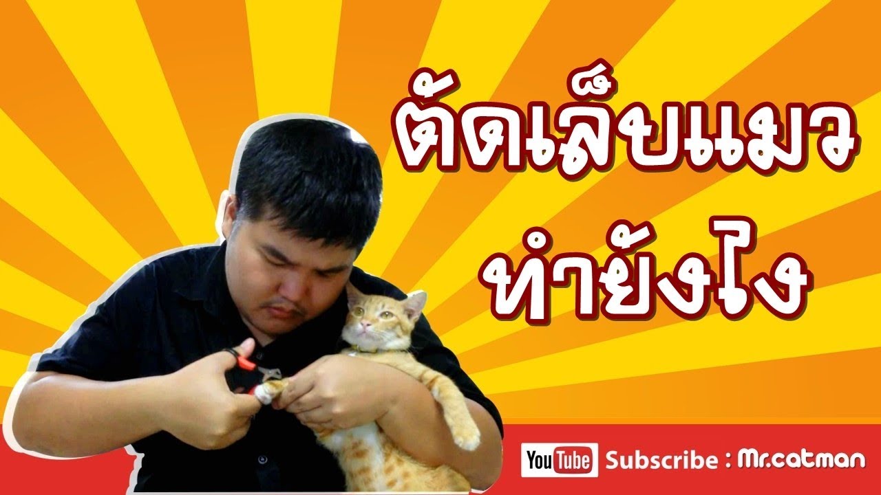 สอนตัดเล็บแมว | ดูจบตัดตามได้เลย | mr.catman